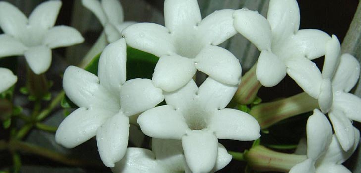 Stephanotis: péče a fotografie