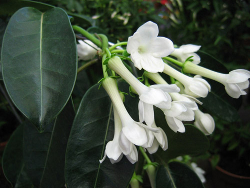 Jak se starat o stephanotis Floribundy