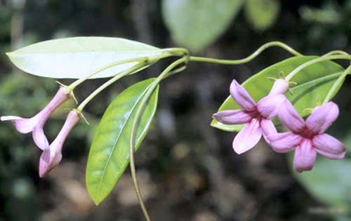 Transplantace jasmínu na Madagaskaru