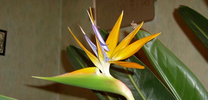 Strelitzia královská: fotografie a správná péče doma
