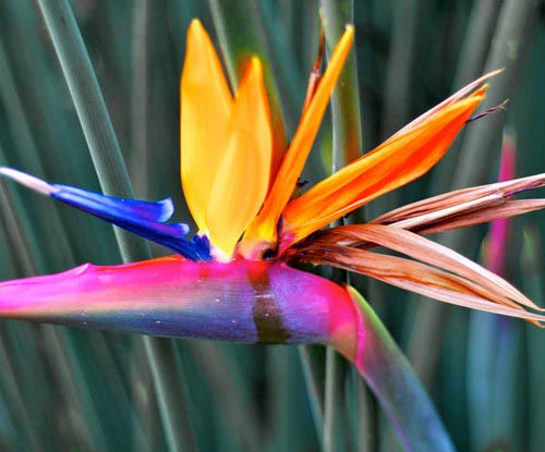 Strelitzia: fotografie a péče doma