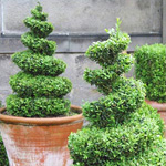 Topiary umění