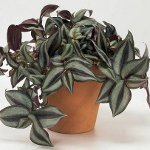 Tradescantia: popis a péče