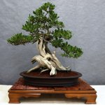 Péče o bonsai Péče o bonsai