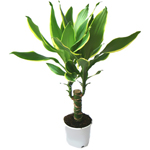 Péče o dracaena Péče o dracaena