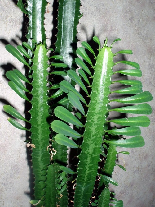 Typy kaktusů: jaké jsou názvy domácích kaktusů?
