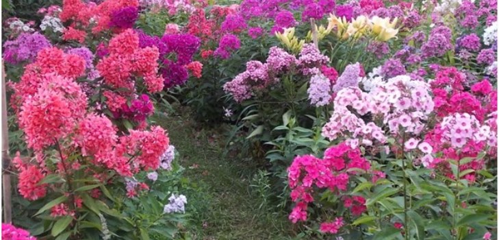 phlox na zahradě