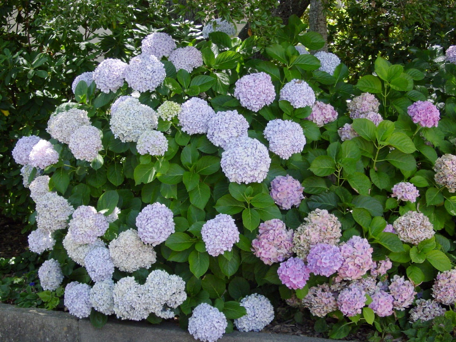 bush hortenzie