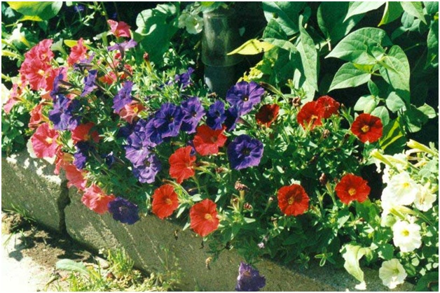 krásná petunia