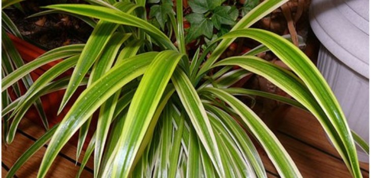 chlorophytum
