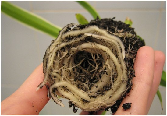 chlorophytum kořeny