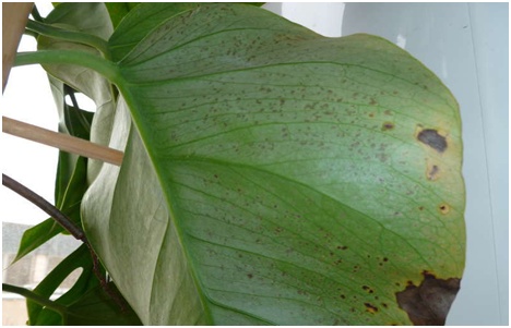 nemocné monstera