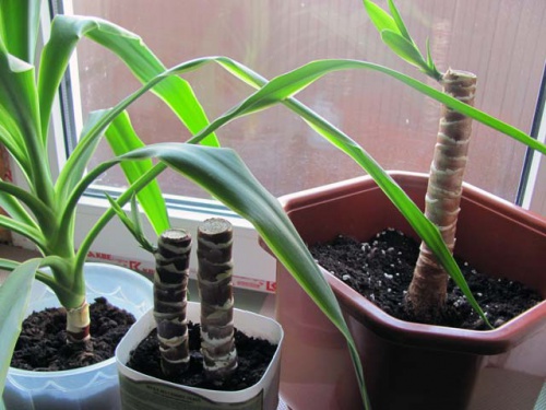 Yucca doma: péče a reprodukce