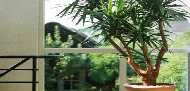 Yucca doma: péče a reprodukce