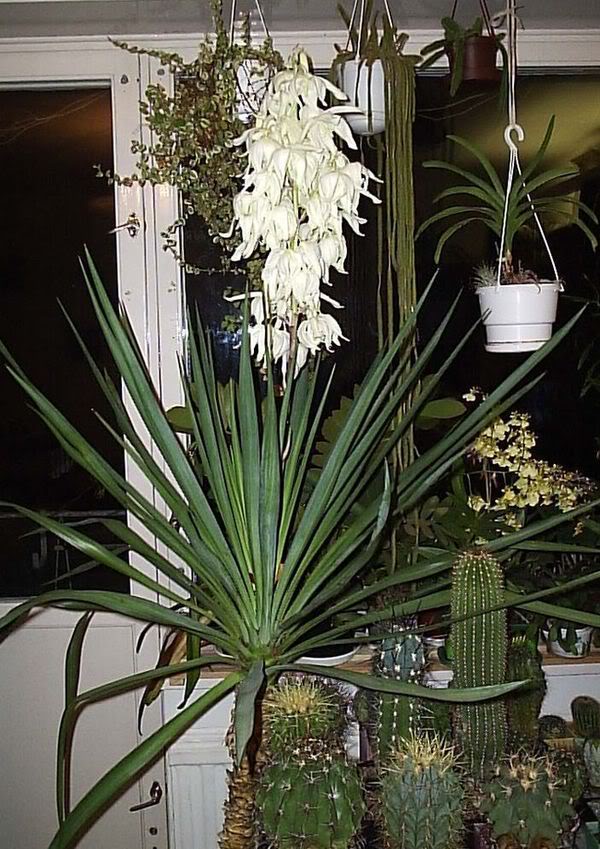 Yucca doma: péče a reprodukce