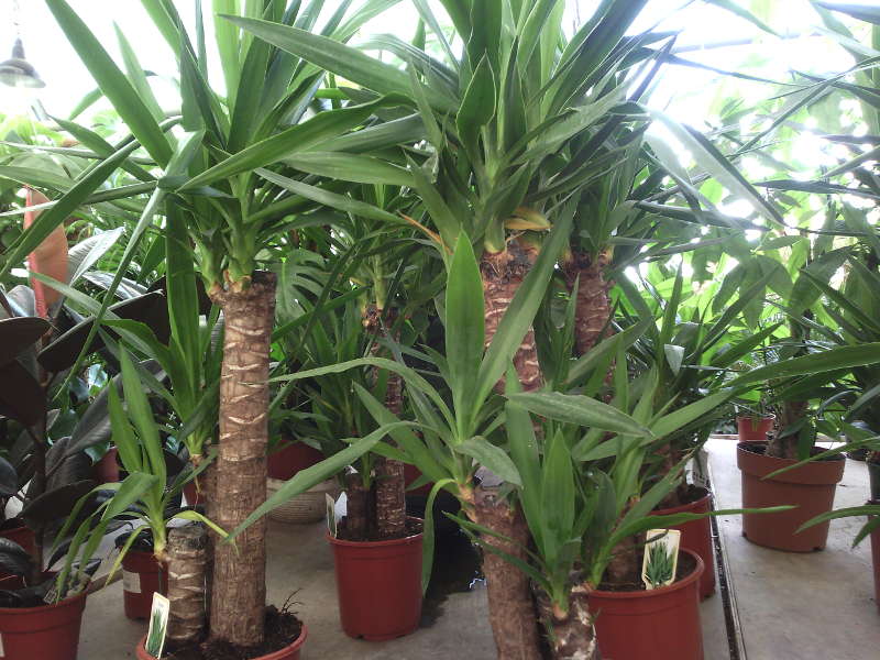 Yucca doma: péče a reprodukce