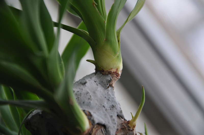 Yucca doma: péče a reprodukce