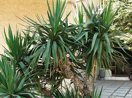 Yucca doma: péče a reprodukce
