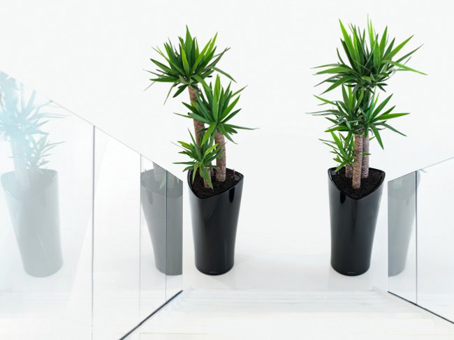 Yucca doma: péče a reprodukce