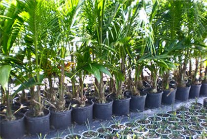 Yucca doma: péče a reprodukce