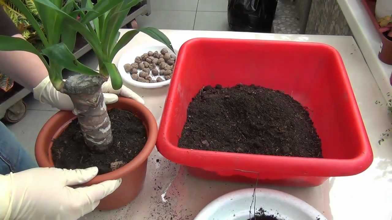 Yucca doma: péče a reprodukce