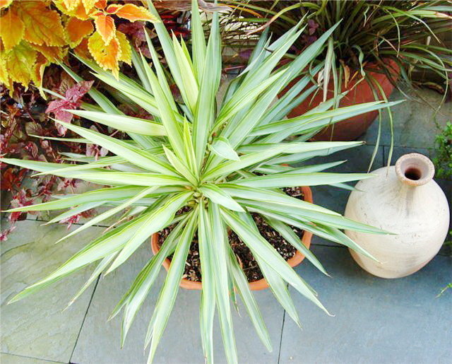 Yucca doma: péče a reprodukce