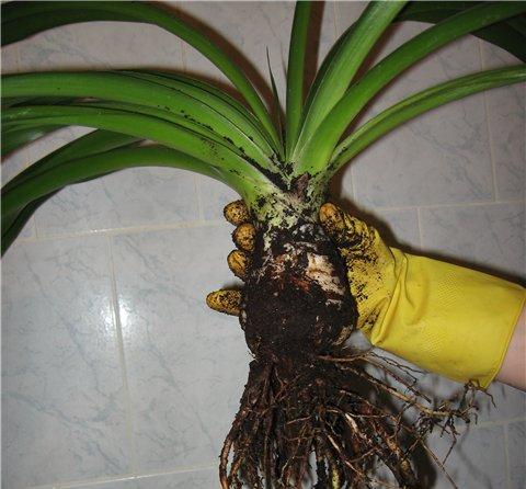 Yucca doma: péče a reprodukce