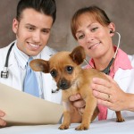 Profese Veterinář
