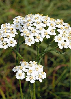 Odvar z kolekce Yarrow