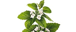 Infuze Melissy