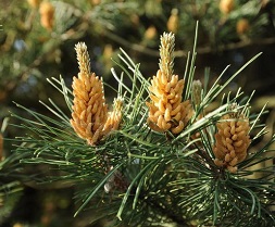 Tinktura borovice