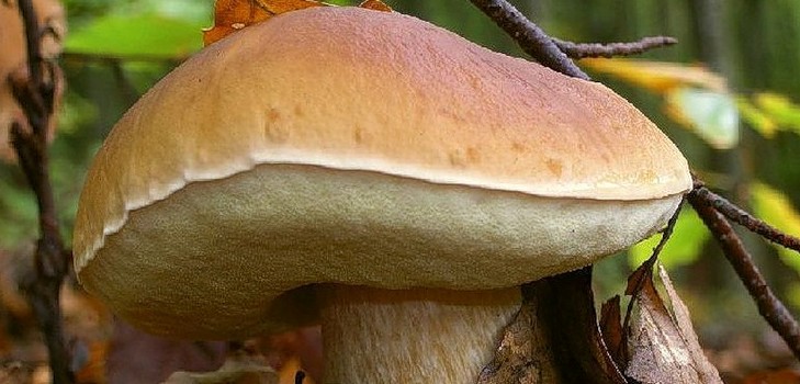 Bílé houby: popis, charakteristika míst růstu