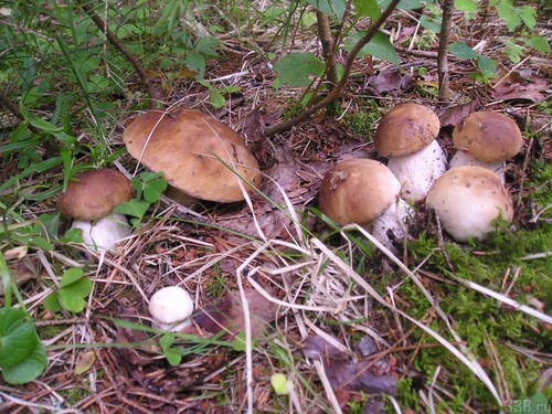 Bílé houby: popis, charakteristika míst růstu