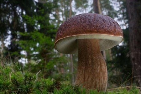 Borovik: fotografie a popis