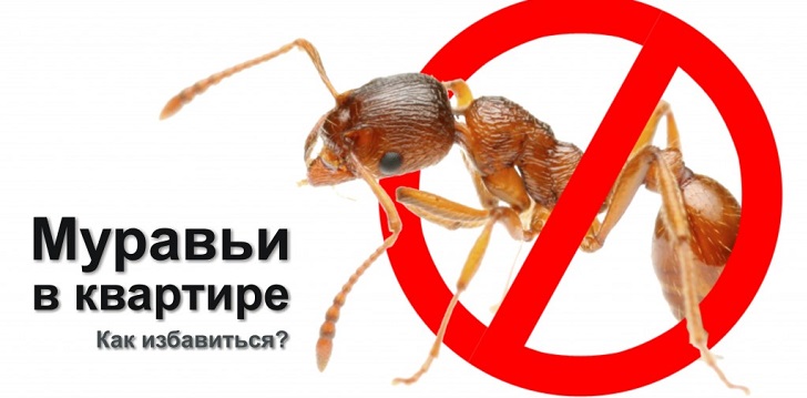 Jak se zbavit mravenců?
