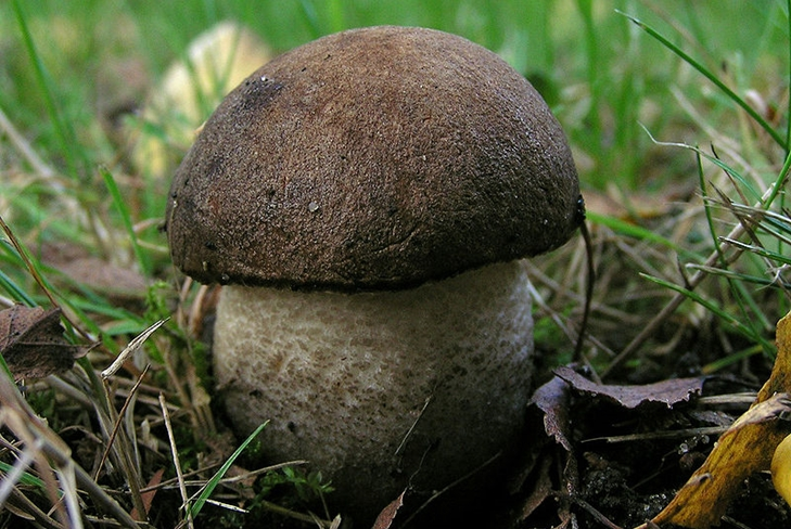 Nejlepší podzimní houba: ostružina