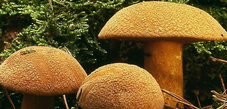 Houby houby: popisy a opatření během "tichého lovu"