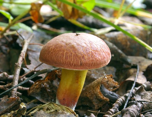 Houby houby: popisy a opatření během "tichého lovu"