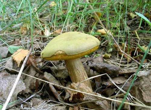 Houby houby: popisy a opatření během "tichého lovu"