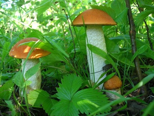 Podisinovik: popis houby s fotkou
