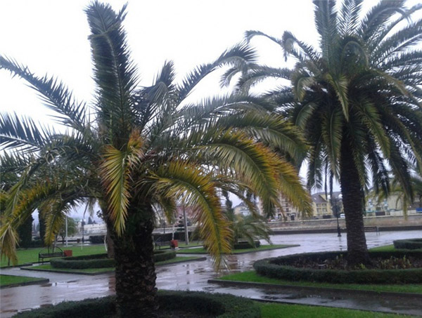 Počasí v Soči v prosinci 2016 - přesná prognóza teploty vody a vzduchu z hydrometeorologického centra