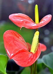 Anthurium péče doma: co když anthurium změní na žlutou?