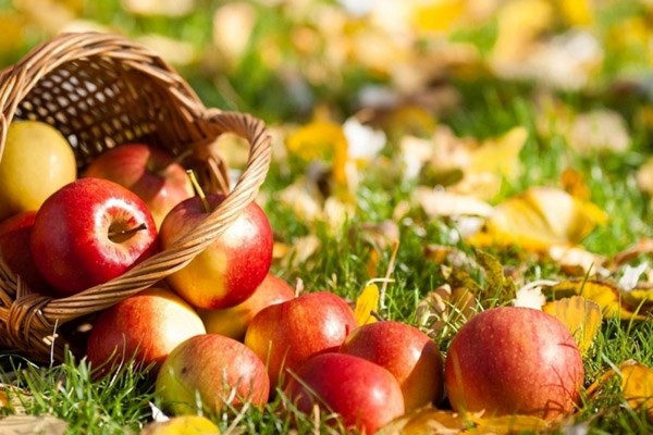 Apple Saviour, gratulace k SMS, krátké, vtipné. Blahopřejeme svému Spasiteli ve verši a próze