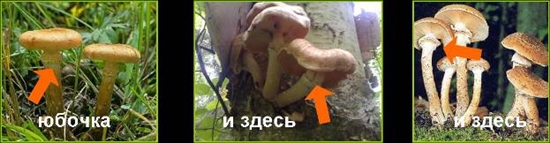 Jedovaté houby: falešné medové agary, fotografie