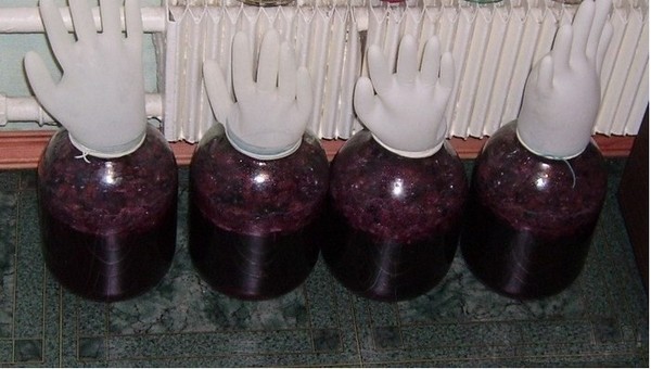 Domácí čerešňové víno, jednoduchý recept s vodkou, bez kvasnic. Jak si vyrobit třešňové víno doma s rukavicemi