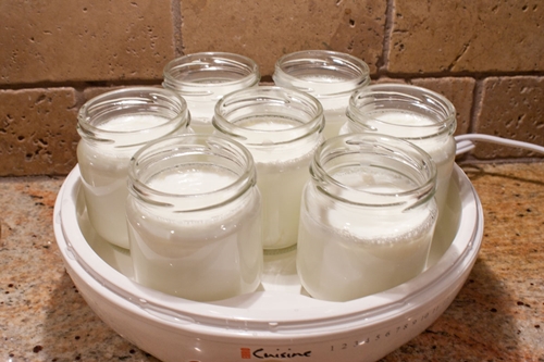 domácí jogurt v yogurtnitsa