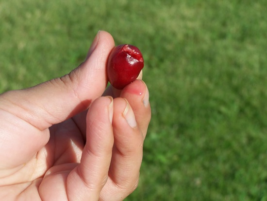 Aromatický kompot z třešně pro zimní recept