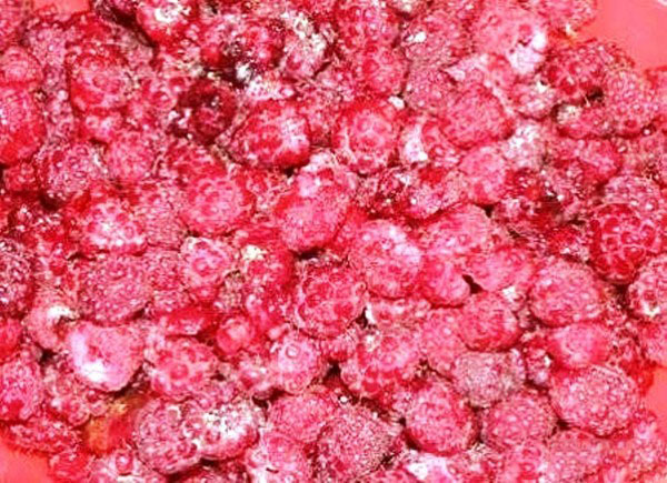 Maliny s cukrem na zimu bez vaření, Pyatiminutka, v mrazáku. Recept na čerstvé maliny, nastrouhaný cukrem