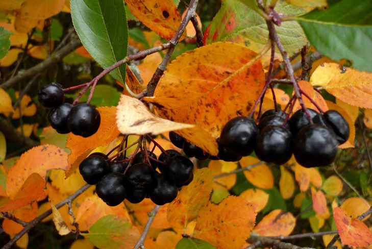 Užitečné polotovary pro zimu: sirup z chobotnice ashberry