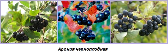 Užitečné polotovary pro zimu: sirup z chobotnice ashberry